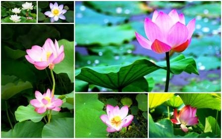 8 đặc tính của loài hoa “đỡ bàn chân” đức Phật